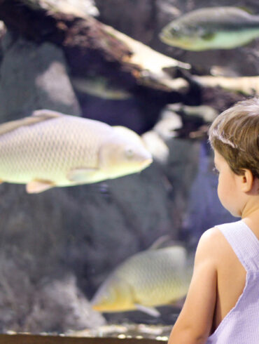 acuario de sevilla con niños
