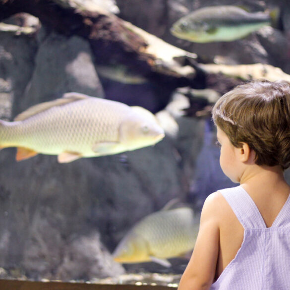 acuario de sevilla con niños