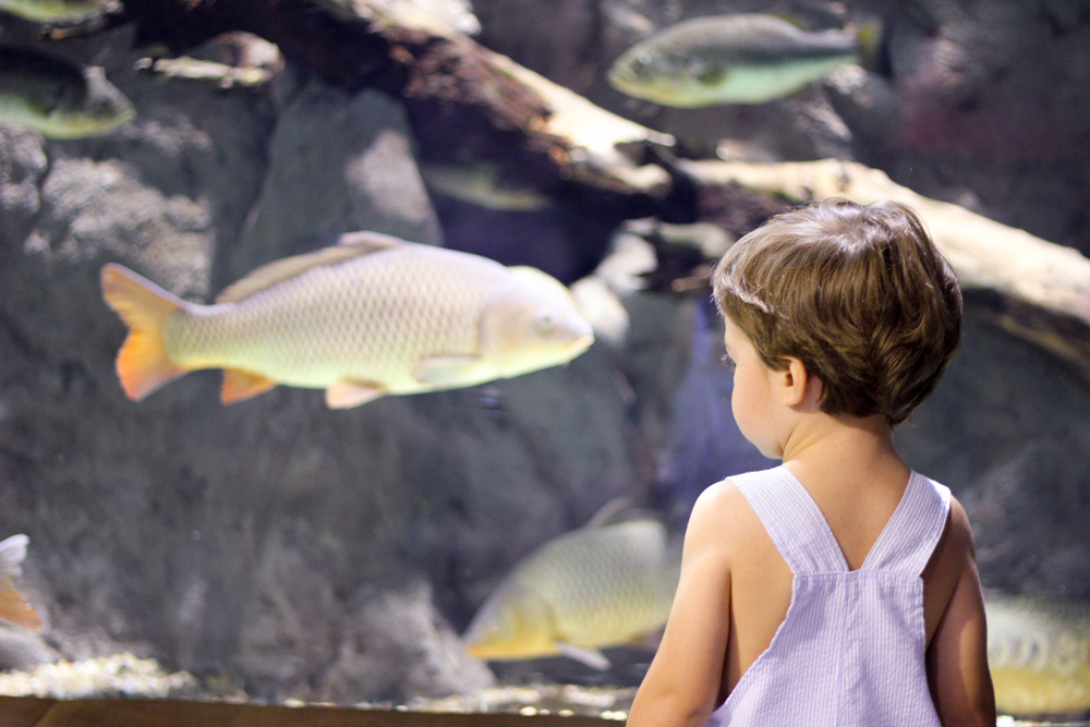 acuario de sevilla con niños